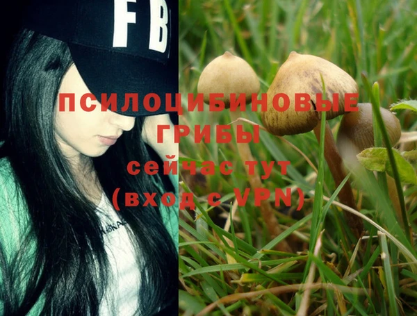 PSILOCYBIN Алзамай
